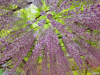 紫藤花开