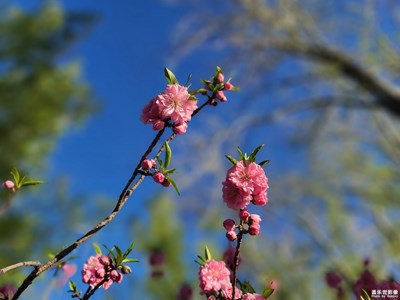 桃花朵朵开