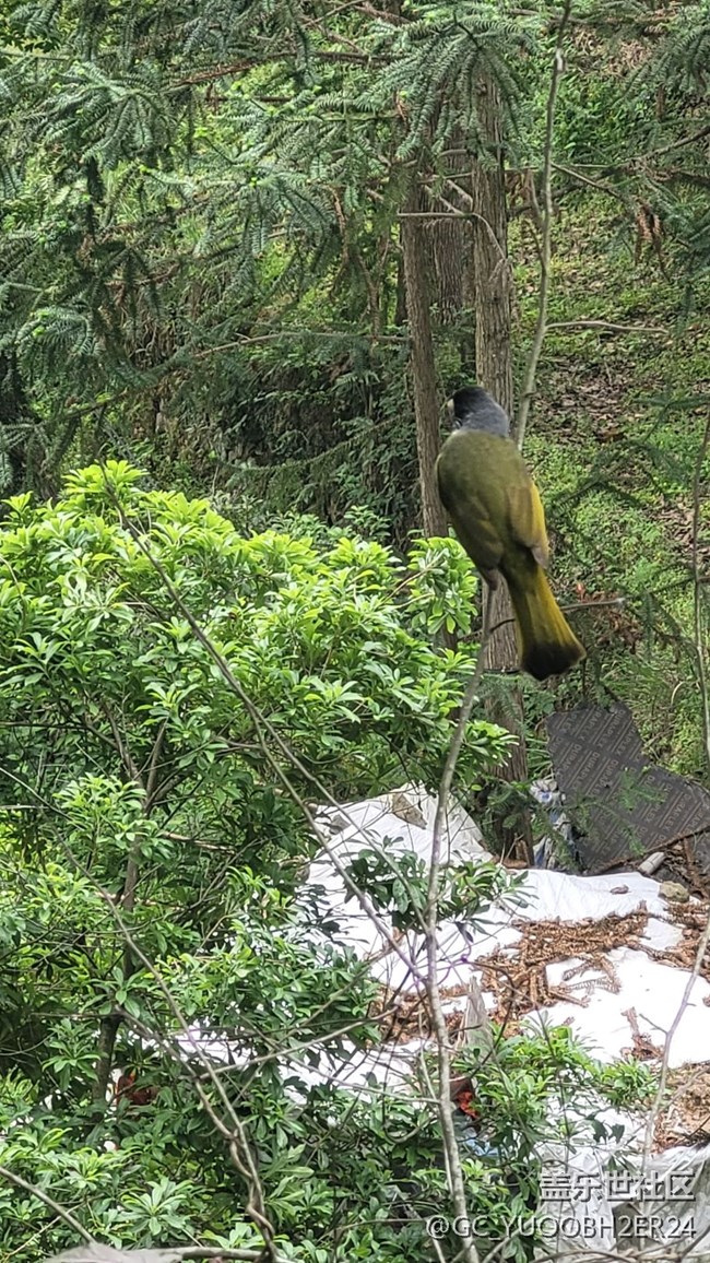 【山野之间】早起爬山锻炼巧遇鸟儿