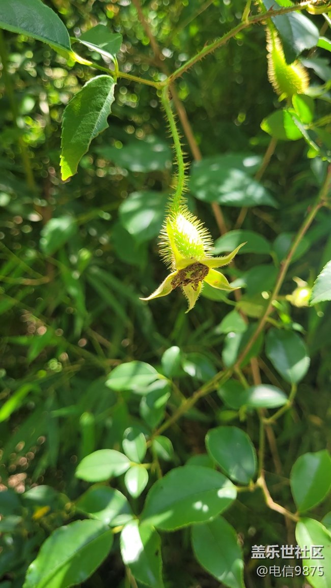 【初夏味道】刺球
