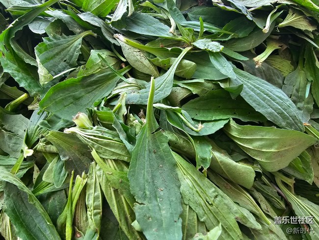 【与青春撞个满怀】野菜