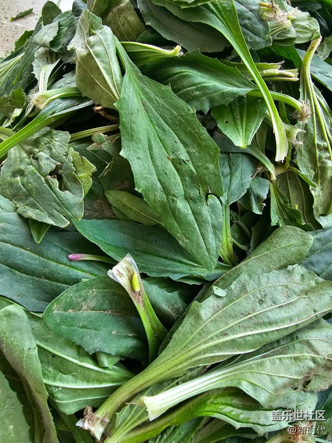 【与青春撞个满怀】野菜