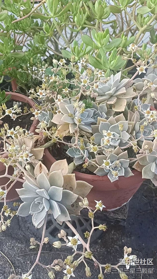 【初夏味道】芦荟一家