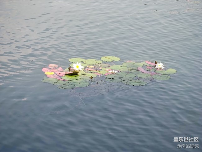 【爱在武汉】湖边漫步