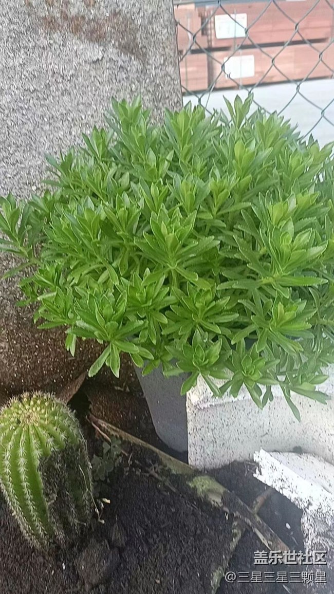 【初夏味道】芦荟一家