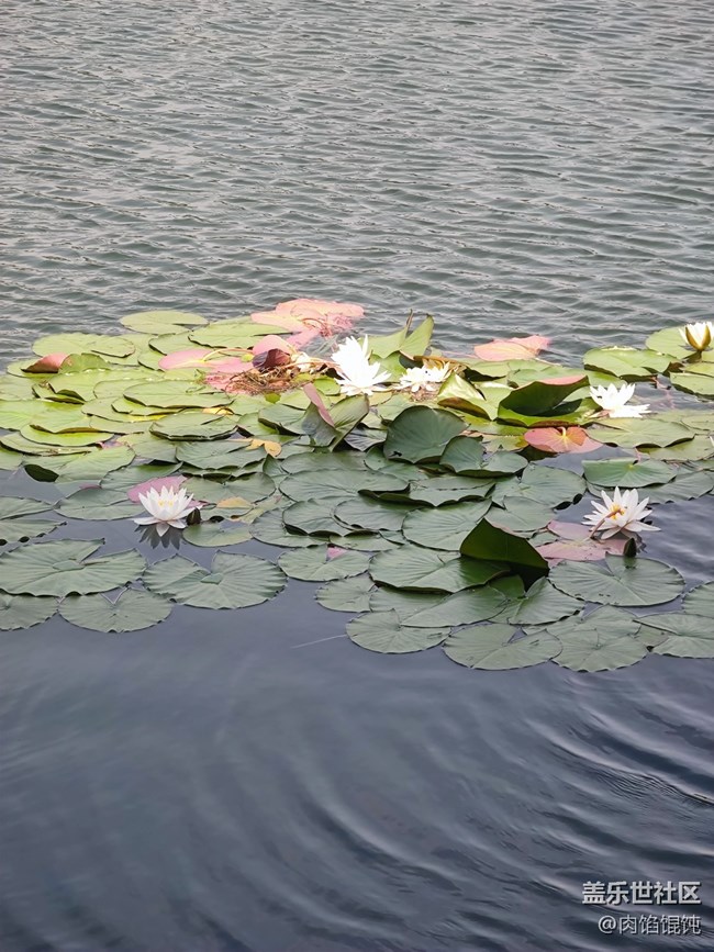 【爱在武汉】湖边漫步