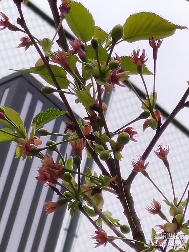 【镜头里的美好】花开