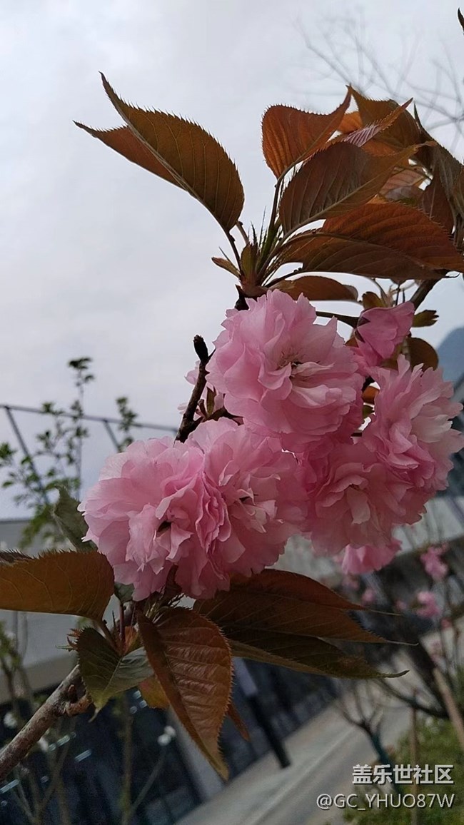 【镜头里的美好】花开