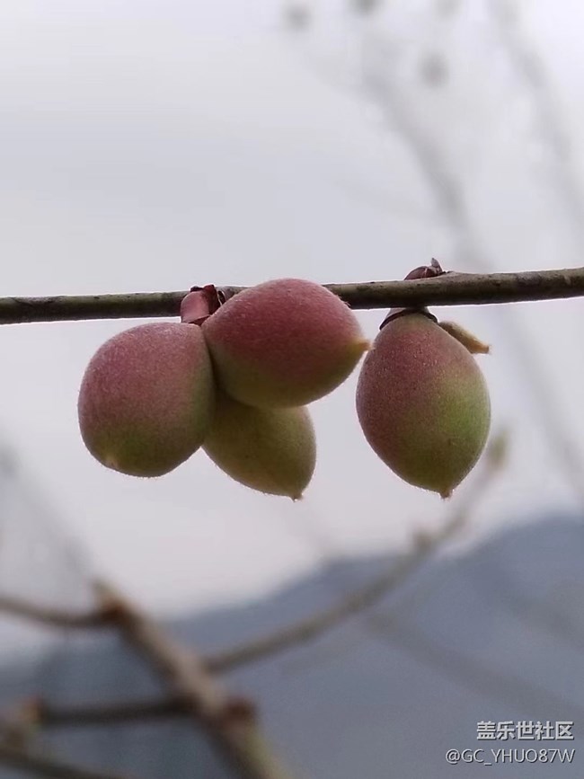 【镜头里的美好】花开