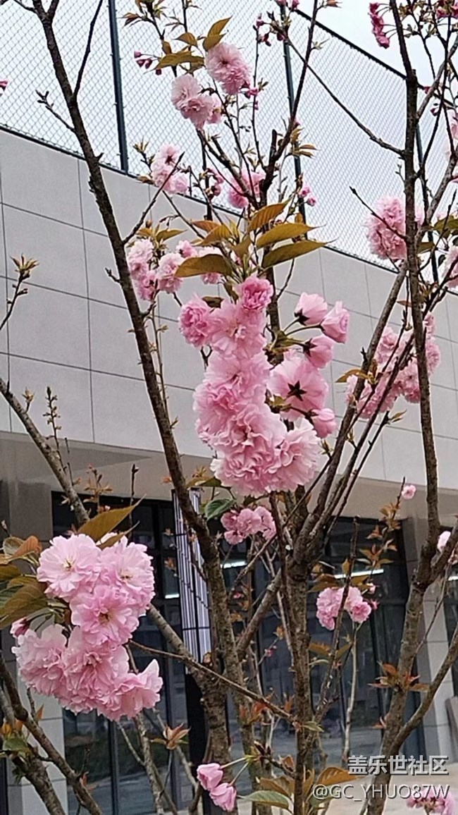 【镜头里的美好】花开