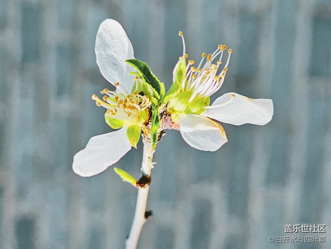 【出游记】+美丽的花