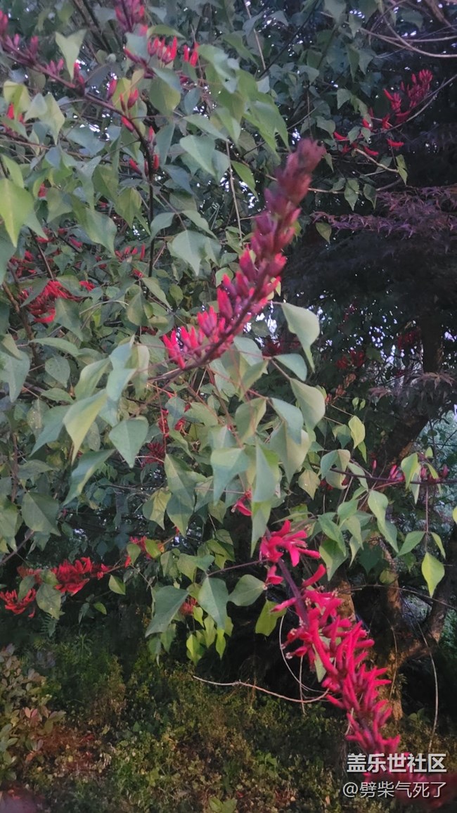 【镜头里的美好】花开满