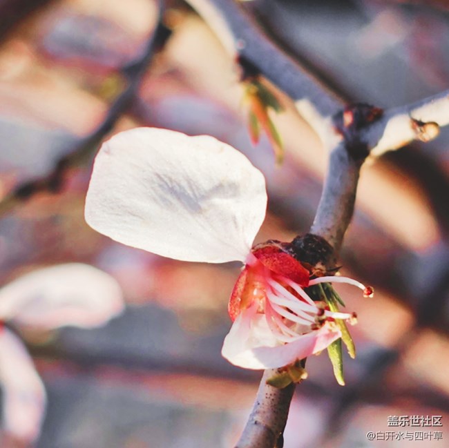 【出游记】+美丽的花