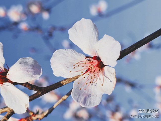【出游记】+美丽的花
