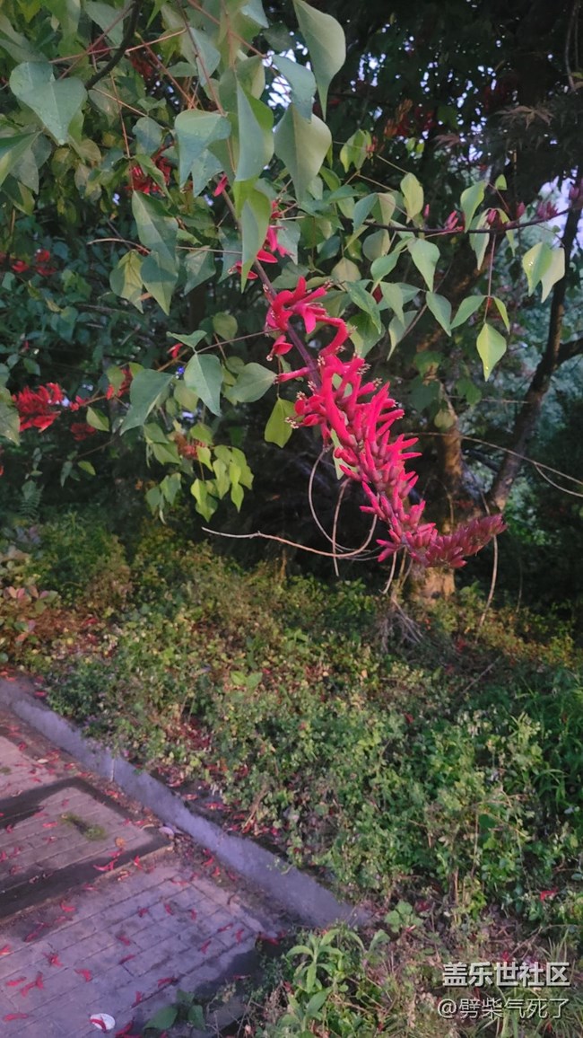 【镜头里的美好】花开满