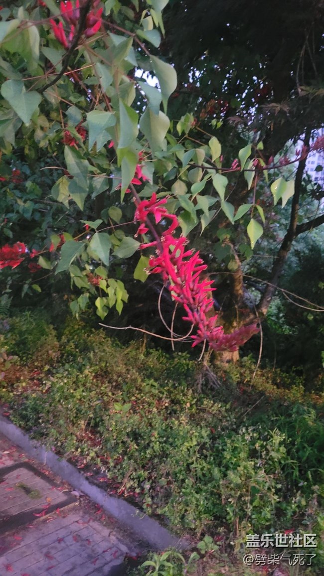 【镜头里的美好】花开满