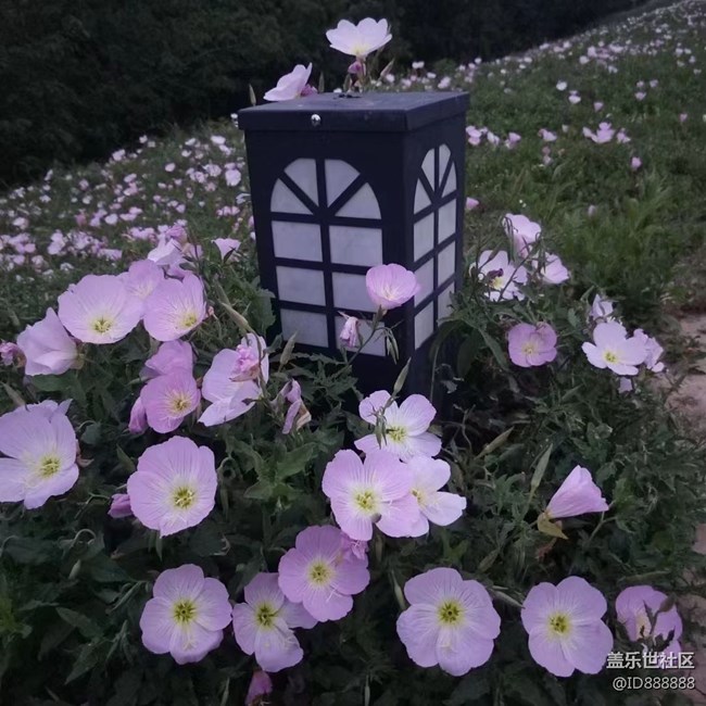 【镜头里的美好】花儿美