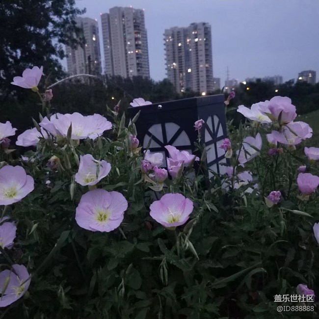 【镜头里的美好】花儿美