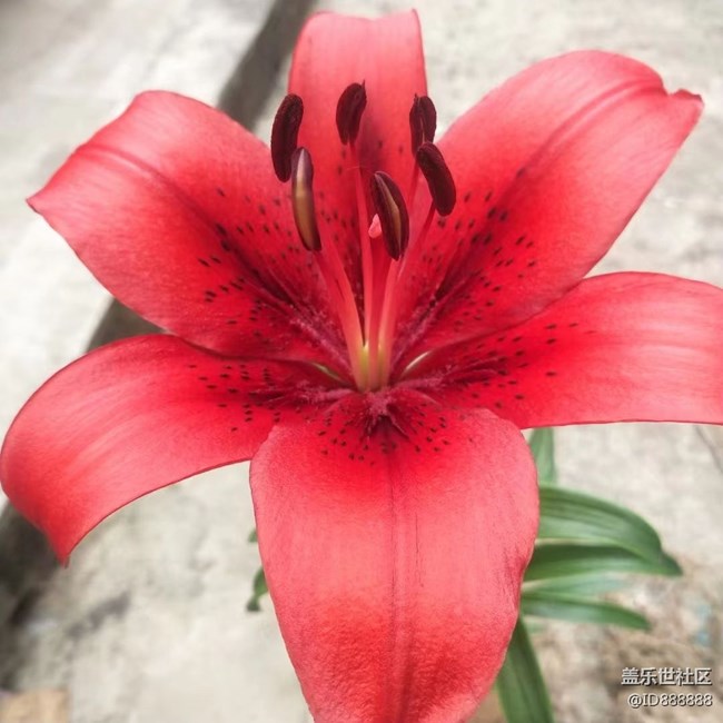 【镜头里的美好】花儿美