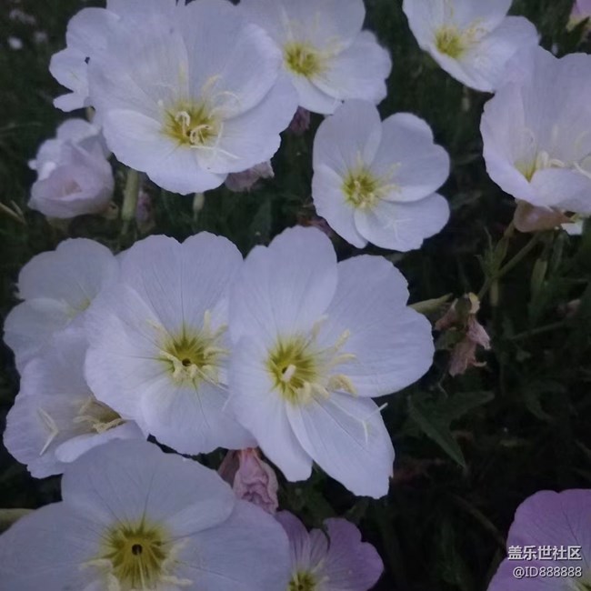 【镜头里的美好】花儿美