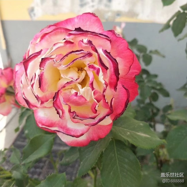 【镜头里的美好】花儿美