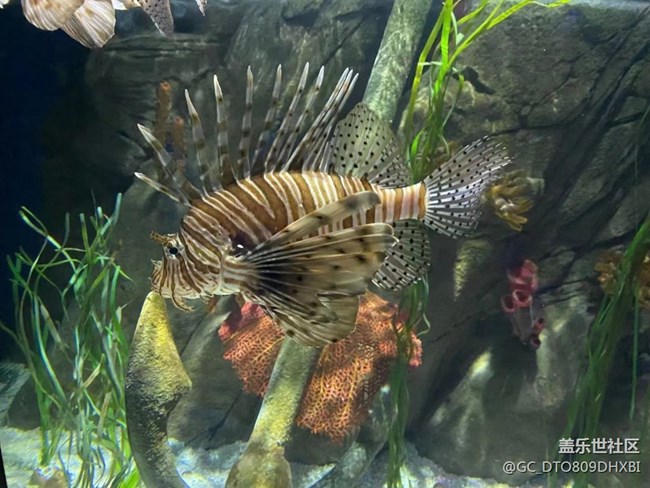 【打工人，520】水族馆