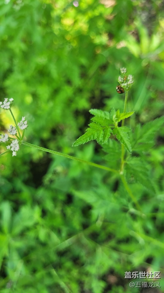 【镜头里的美好】绿野