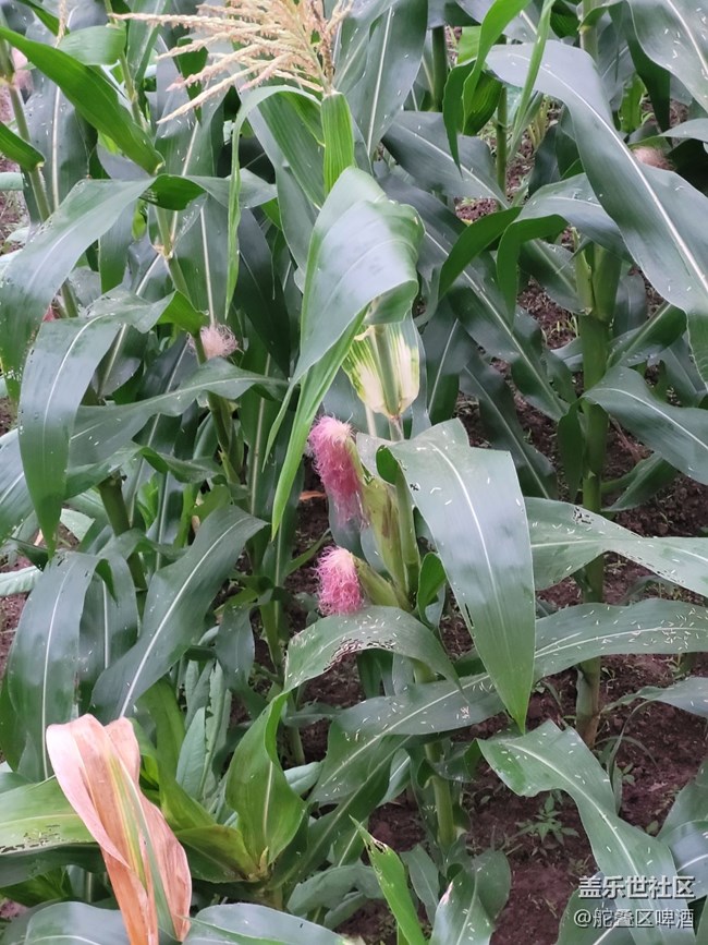 【打工人，520】种植