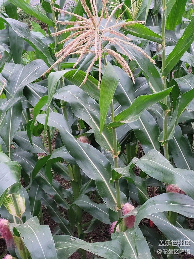 【打工人，520】种植