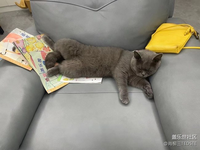 #假期掠影——家宠