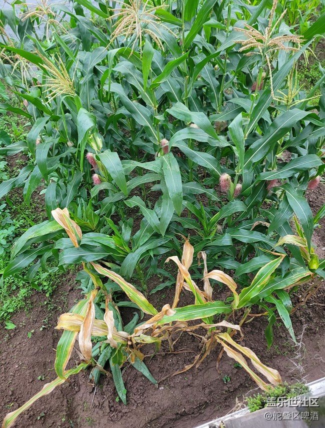 【打工人，520】种植