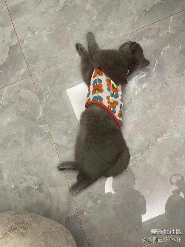 #假期掠影——家宠