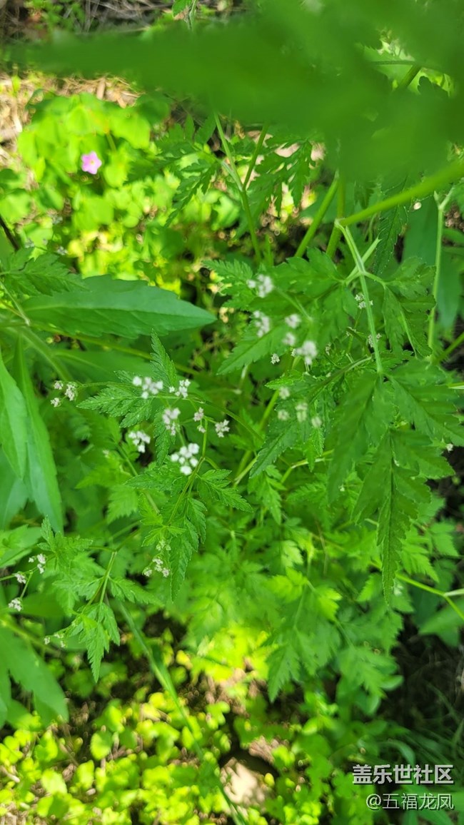【镜头里的美好】绿野