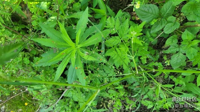 【镜头里的美好】绿野