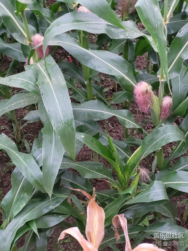 【打工人，520】种植