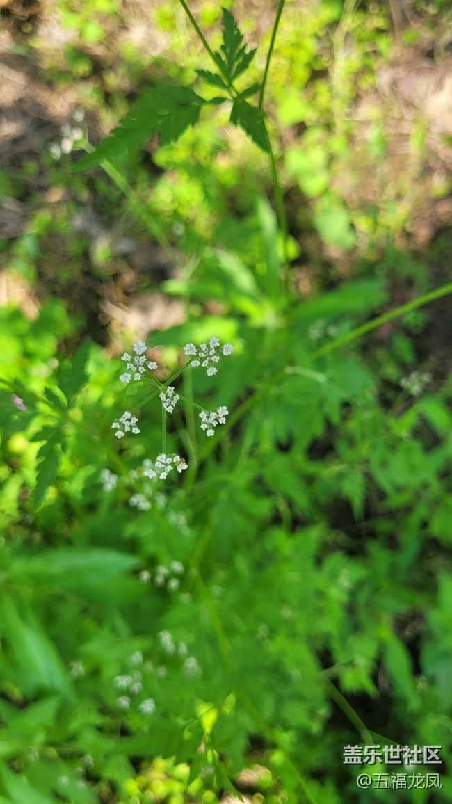 【镜头里的美好】绿野