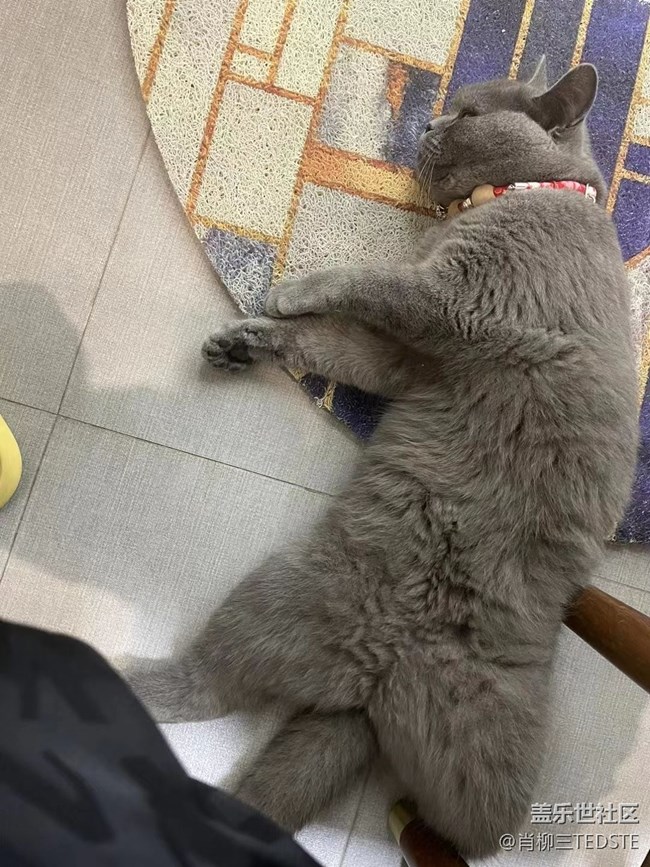 #假期掠影——家宠