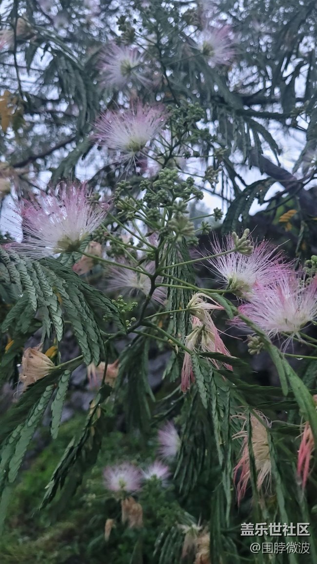 【镜头里的美好】绒花树