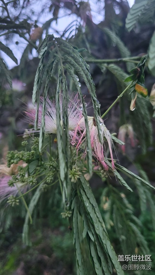 【镜头里的美好】绒花树