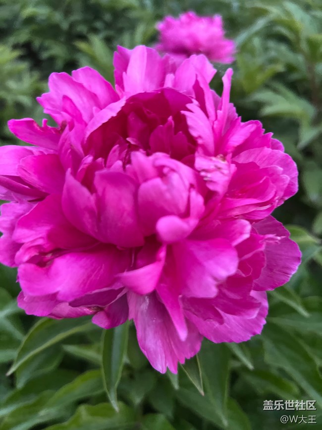 #假期掠影——盛开的花