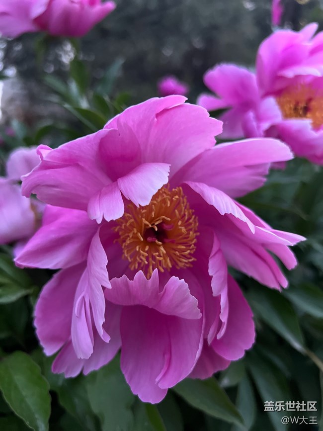 #假期掠影——盛开的花