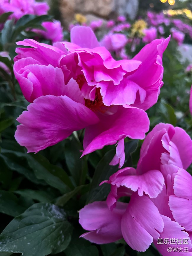 #假期掠影——盛开的花