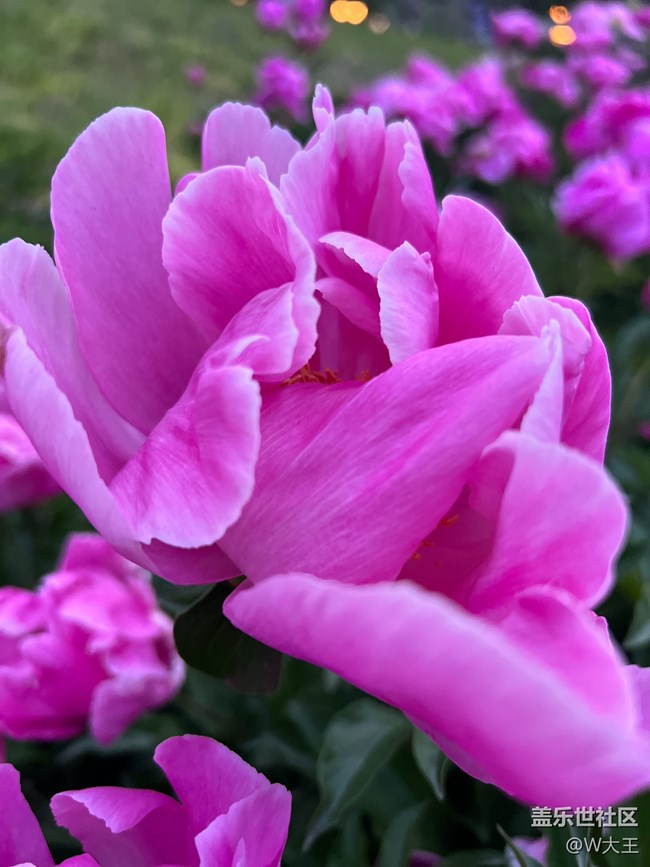 #假期掠影——盛开的花