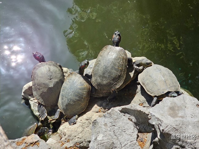 #假期掠影——晒太阳的乌龟