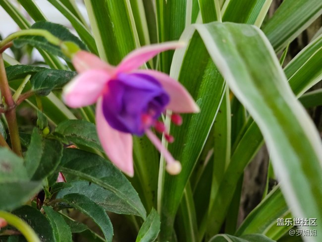 #假期掠影——花