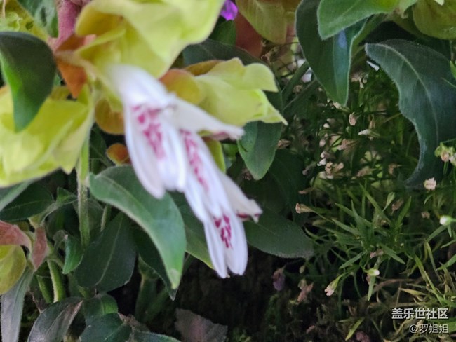 #假期掠影——花