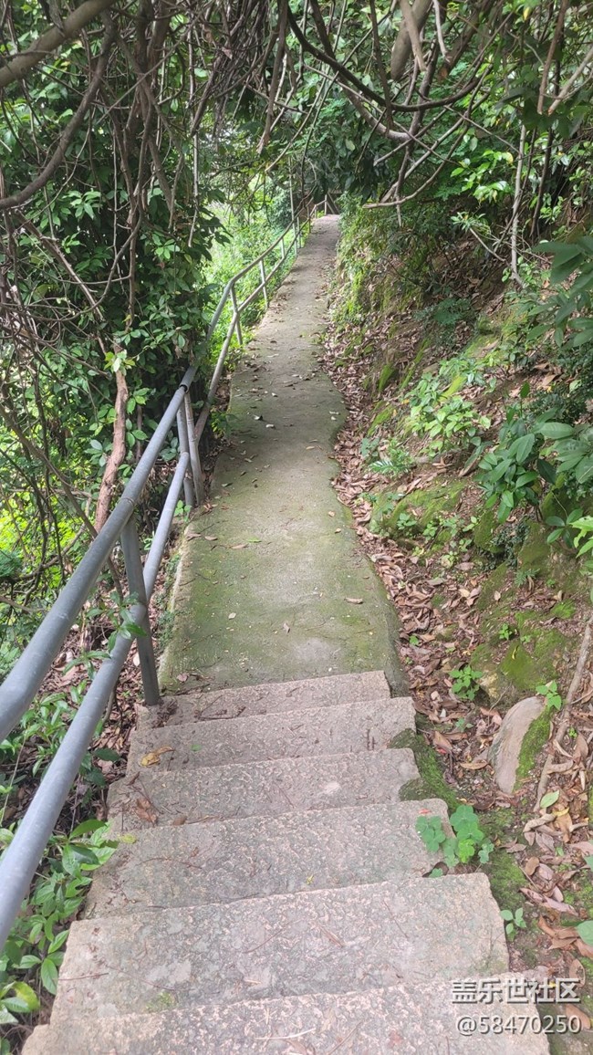 【拥抱自然】枝藤缠绕