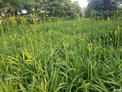 【阳光灿烂的日子】+ 逛街