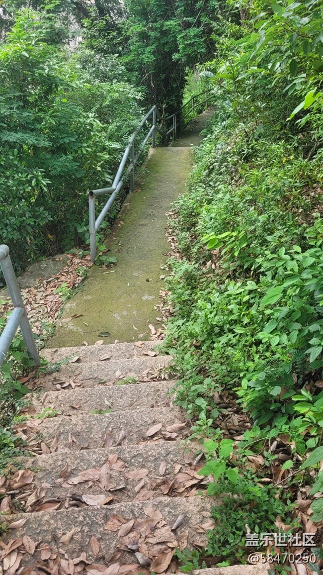 【拥抱自然】枝藤缠绕