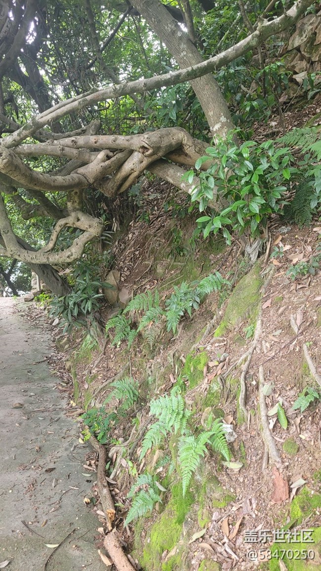 【拥抱自然】枝藤缠绕